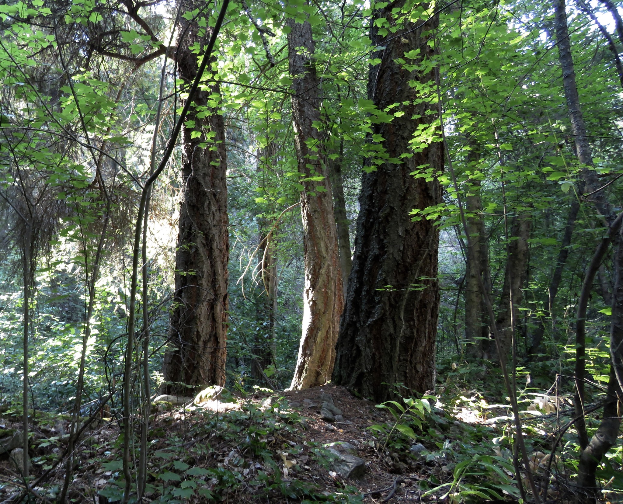 Photo credit: Dianne Bersea